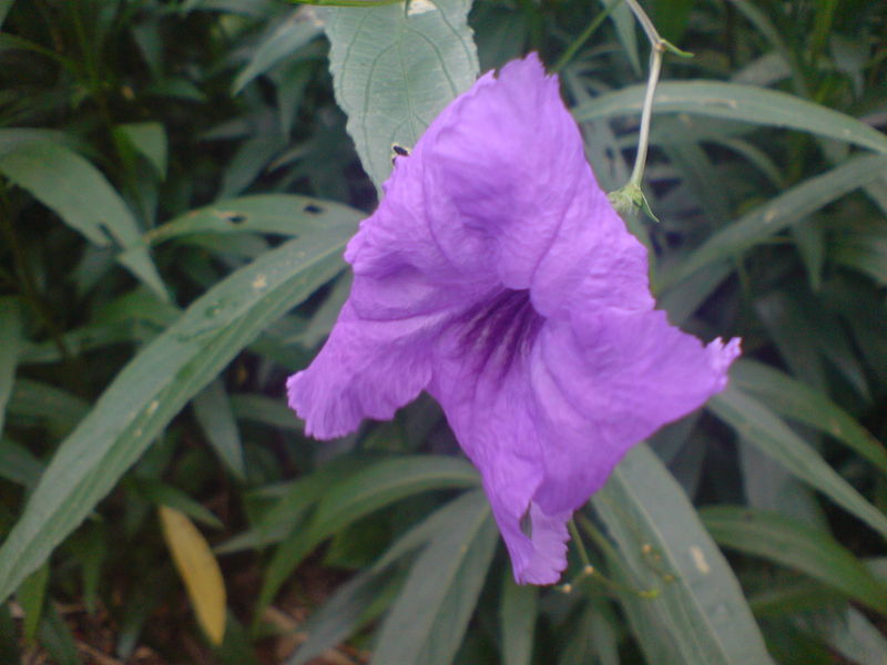 Sunken Gardens