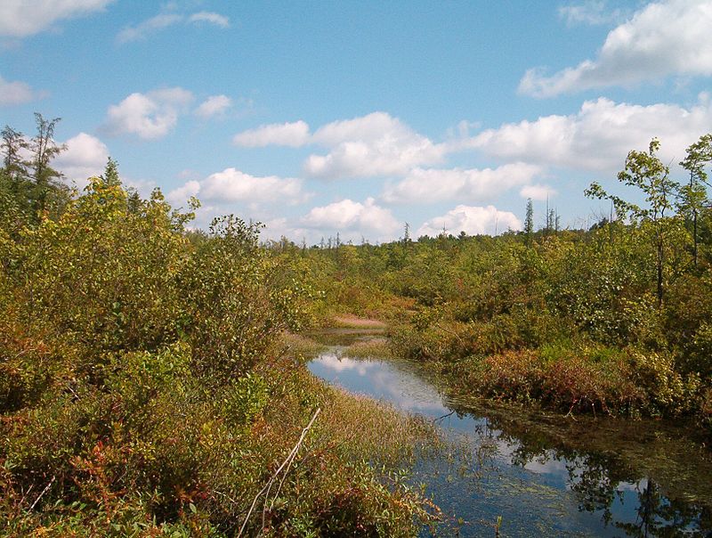 Tannersville Cranberry Bog