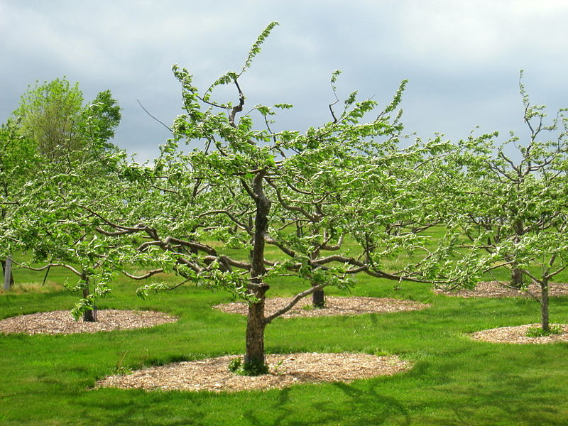 Tower Hill Botanic Garden