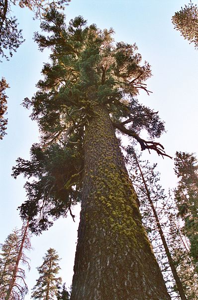 Caribou Wilderness