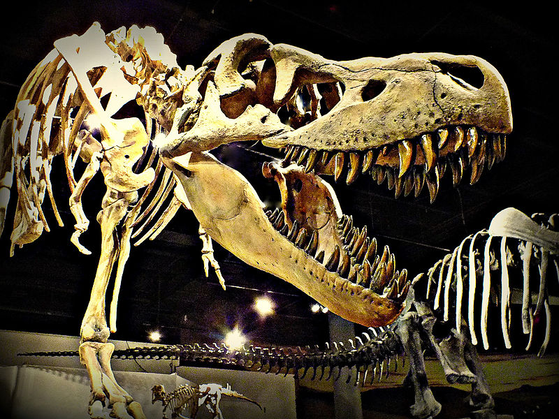 Arizona Museum of Natural History
