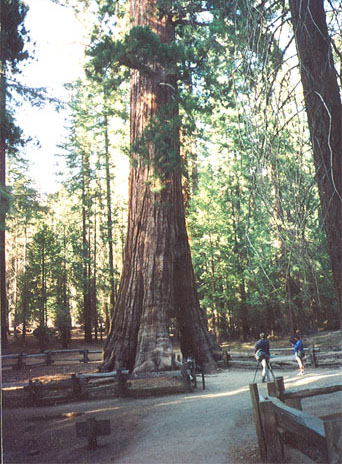 Mariposa Grove