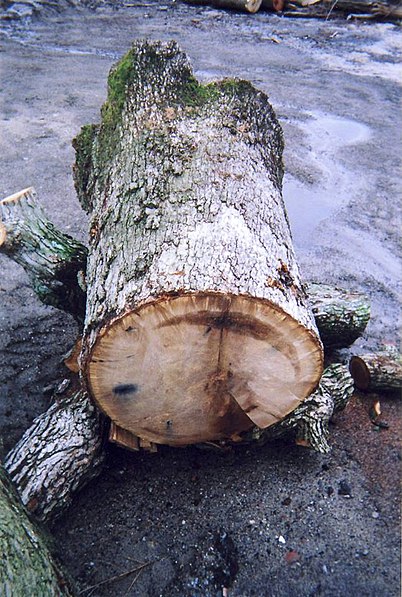 Pow-Wow Oak Tree