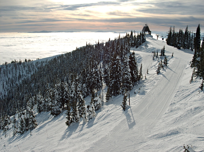 Whitefish