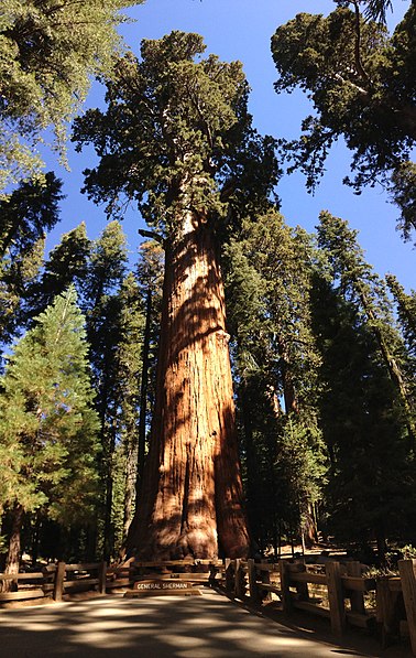 General Sherman Tree