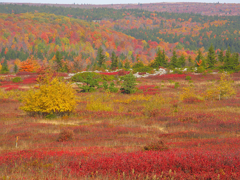 Dolly Sods Wilderness