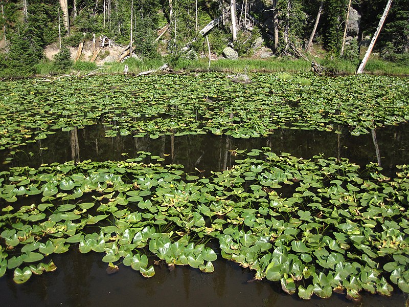 Isa Lake