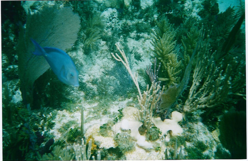 Park Stanowy John Pennekamp Coral Reef