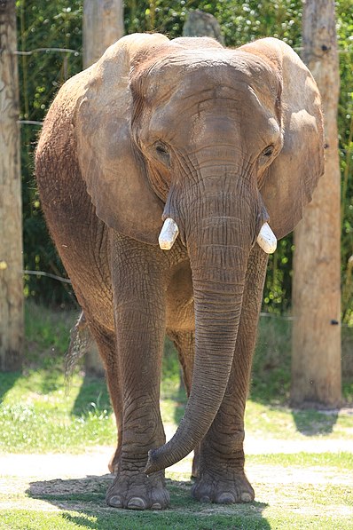 Cameron Park Zoo