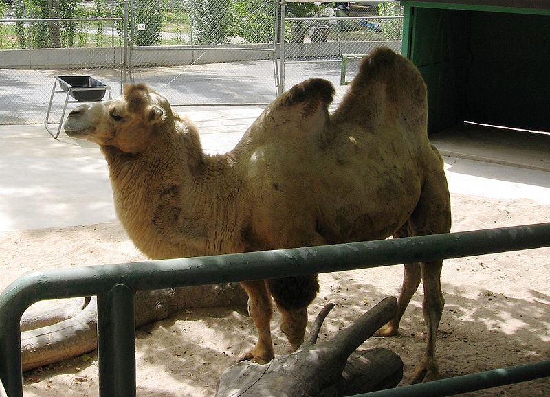 Wild Kingdom Train Zoo