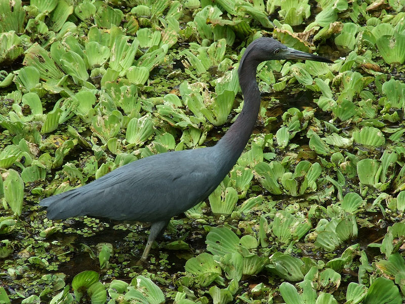 Sanctuaire Corkscrew Swamp