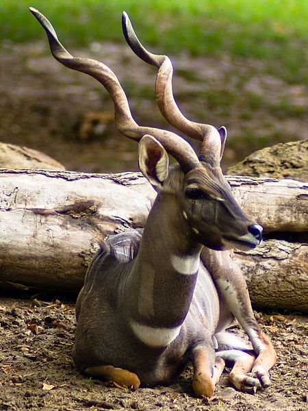 Fort Worth Zoo