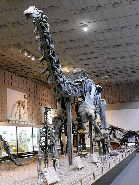 Musée Peabody d'histoire naturelle