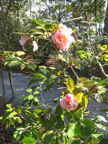 Jardines y Plantación Magnolia
