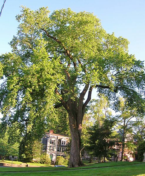 Smith College