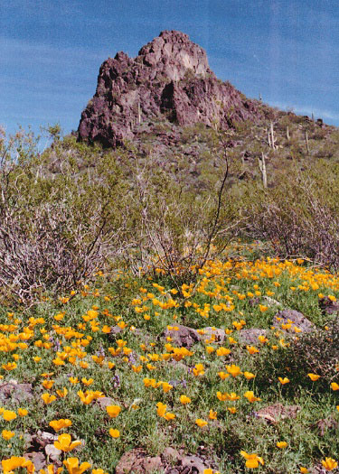 Park Stanowy Picacho Peak