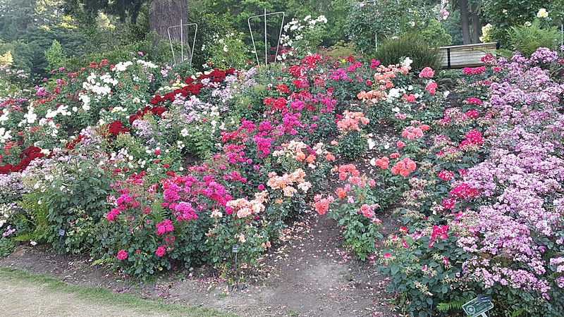 International Rose Test Garden