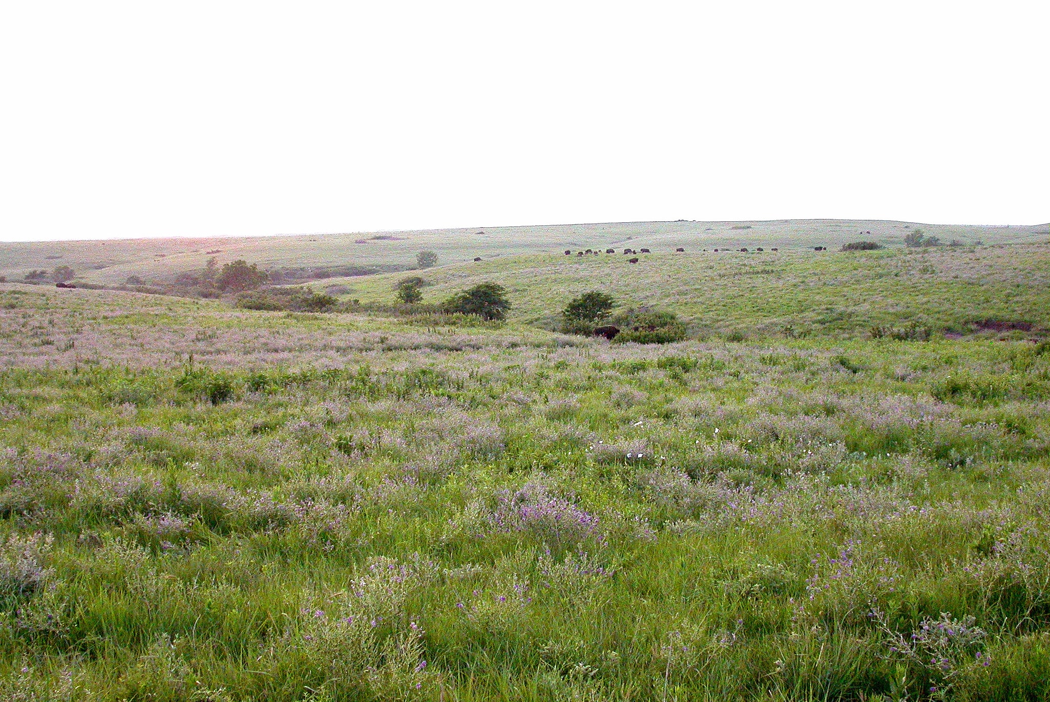 Konza Prairie Biological Station, États-Unis