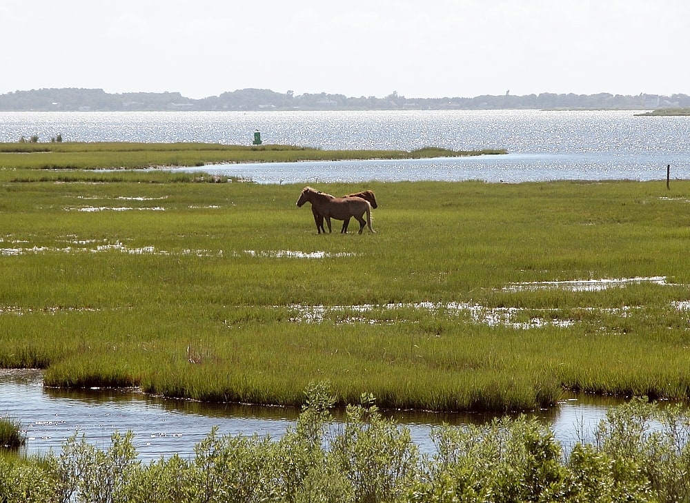 Assateague State Park, Vereinigte Staaten