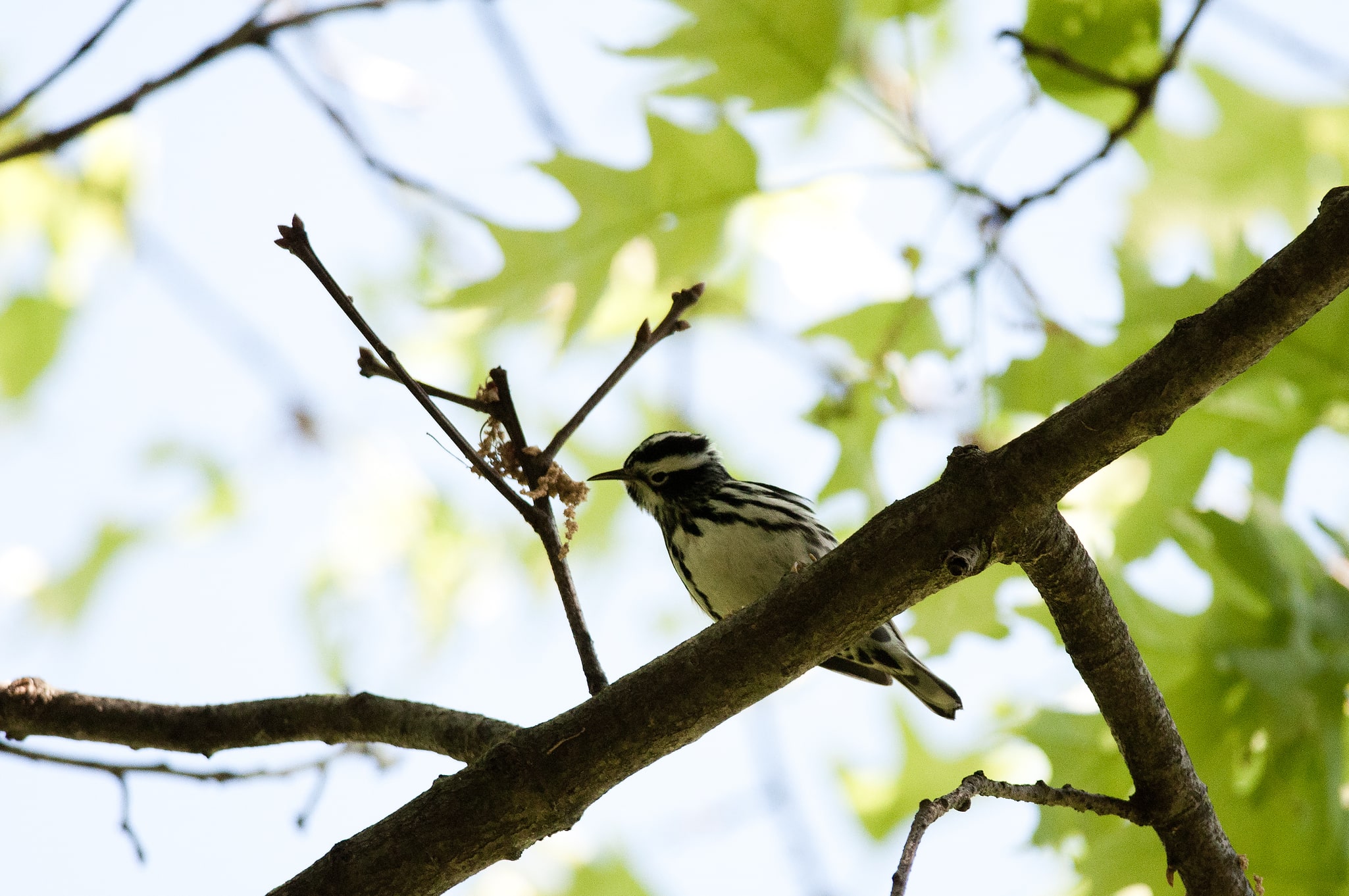 Wompatuck State Park, Vereinigte Staaten