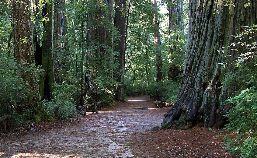 Parc d'État de Big Basin Redwoods, États-Unis