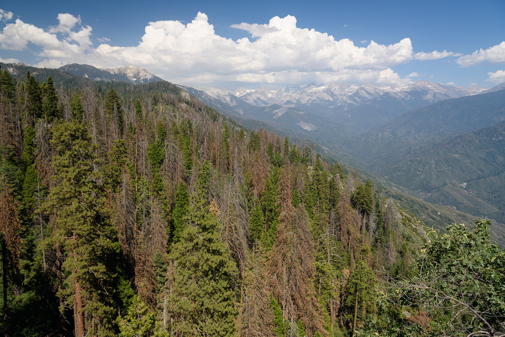 Sequoia-Nationalpark und Kings-Canyon-Nationalpark, Vereinigte Staaten