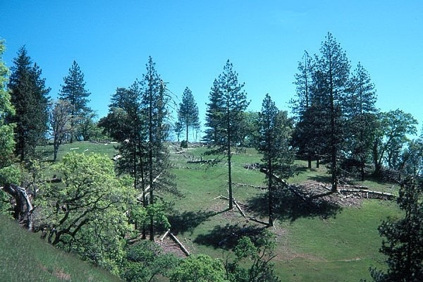 Park Stanowy Henry W. Coe, Stany Zjednoczone