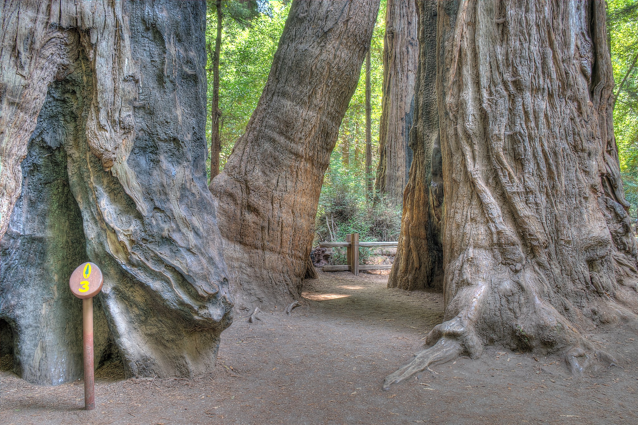 Redwood Grove, États-Unis
