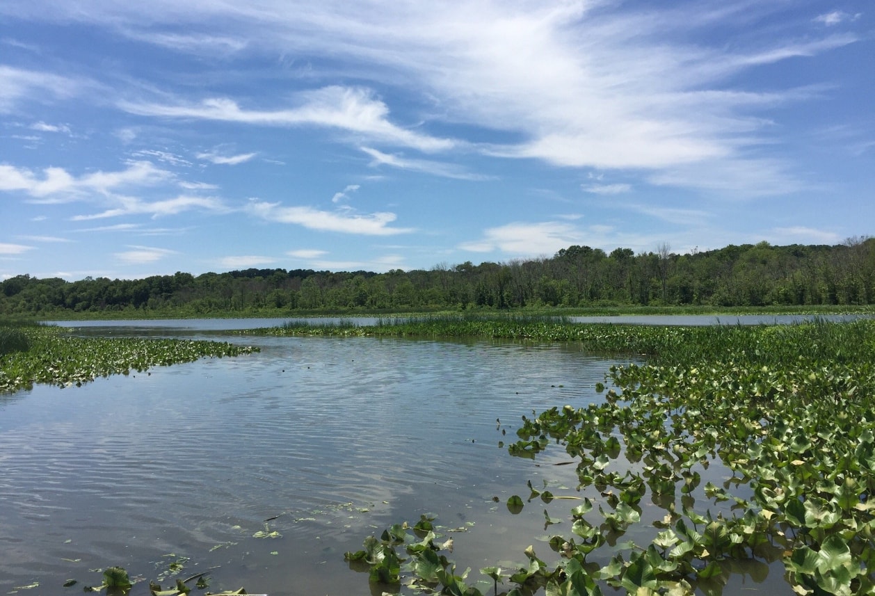 Jug Bay Wetlands Sanctuary, États-Unis