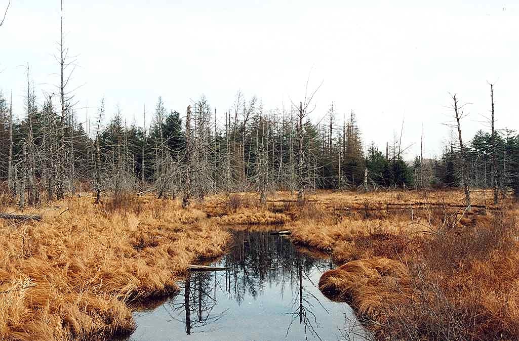 Five Ponds Wilderness Area, United States