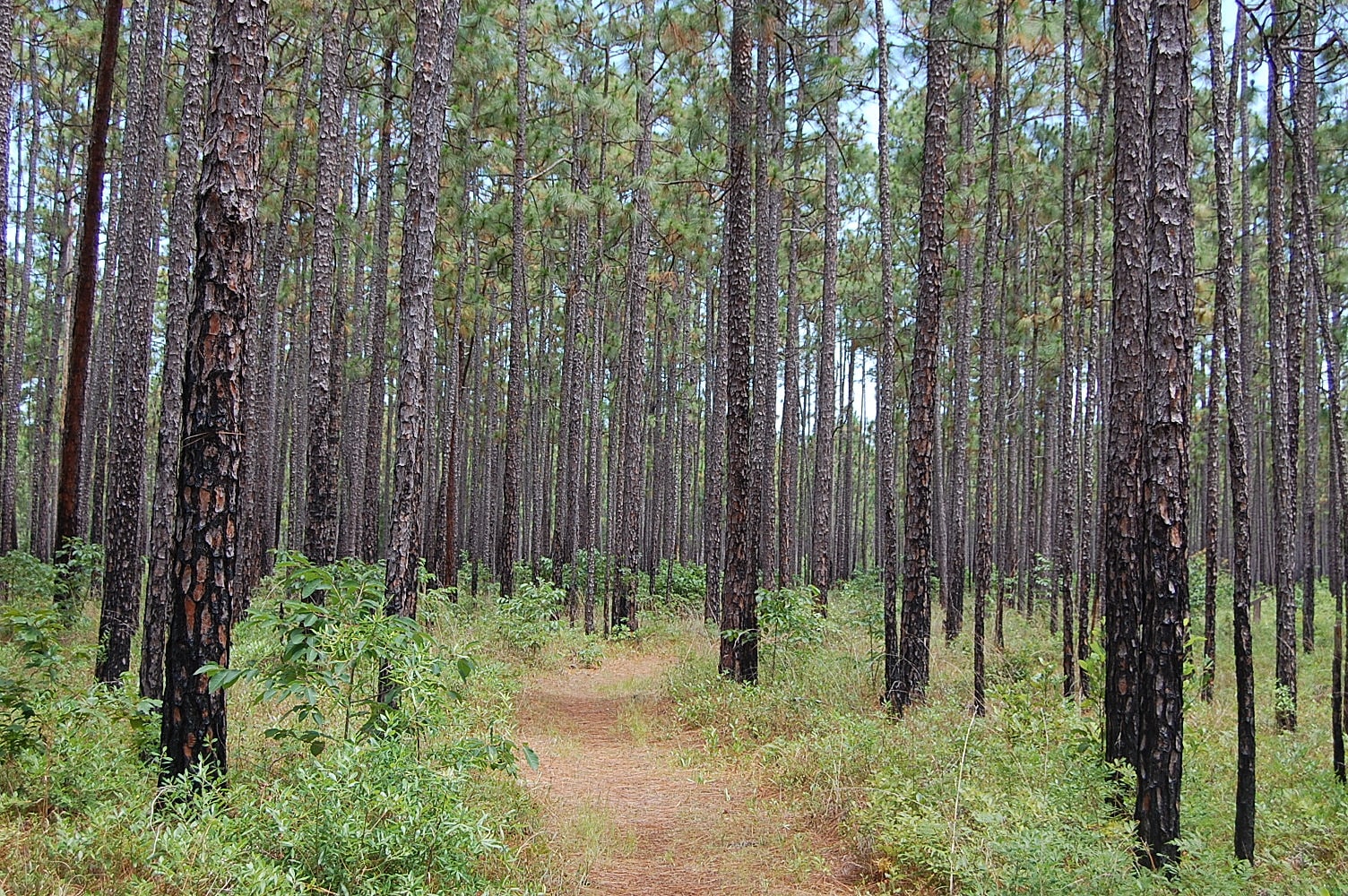 Francis Marion National Forest, Vereinigte Staaten