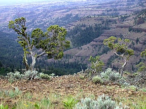 North Fork John Day Wilderness, United States