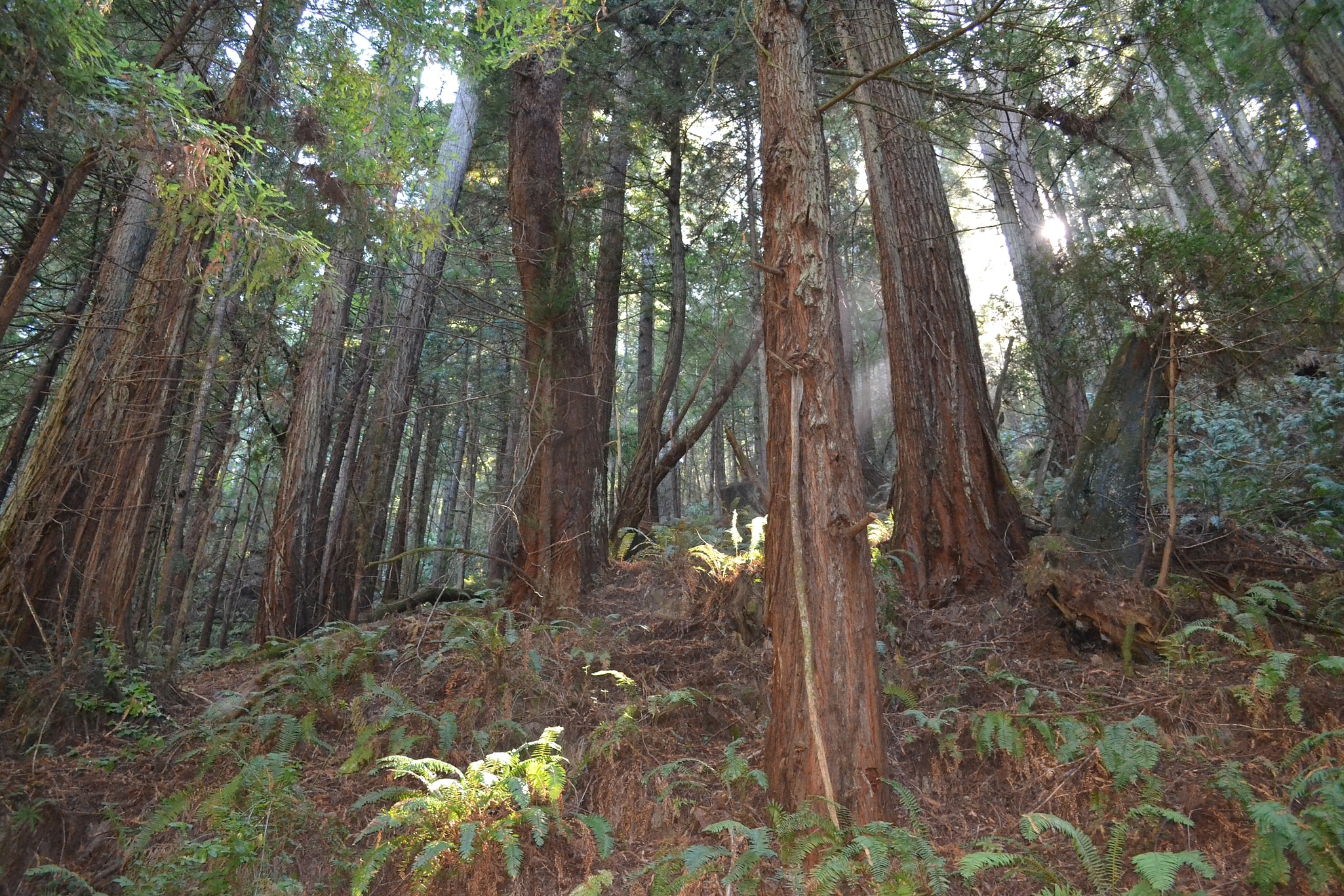 Purisima Creek Redwoods Open Space Preserve, Estados Unidos