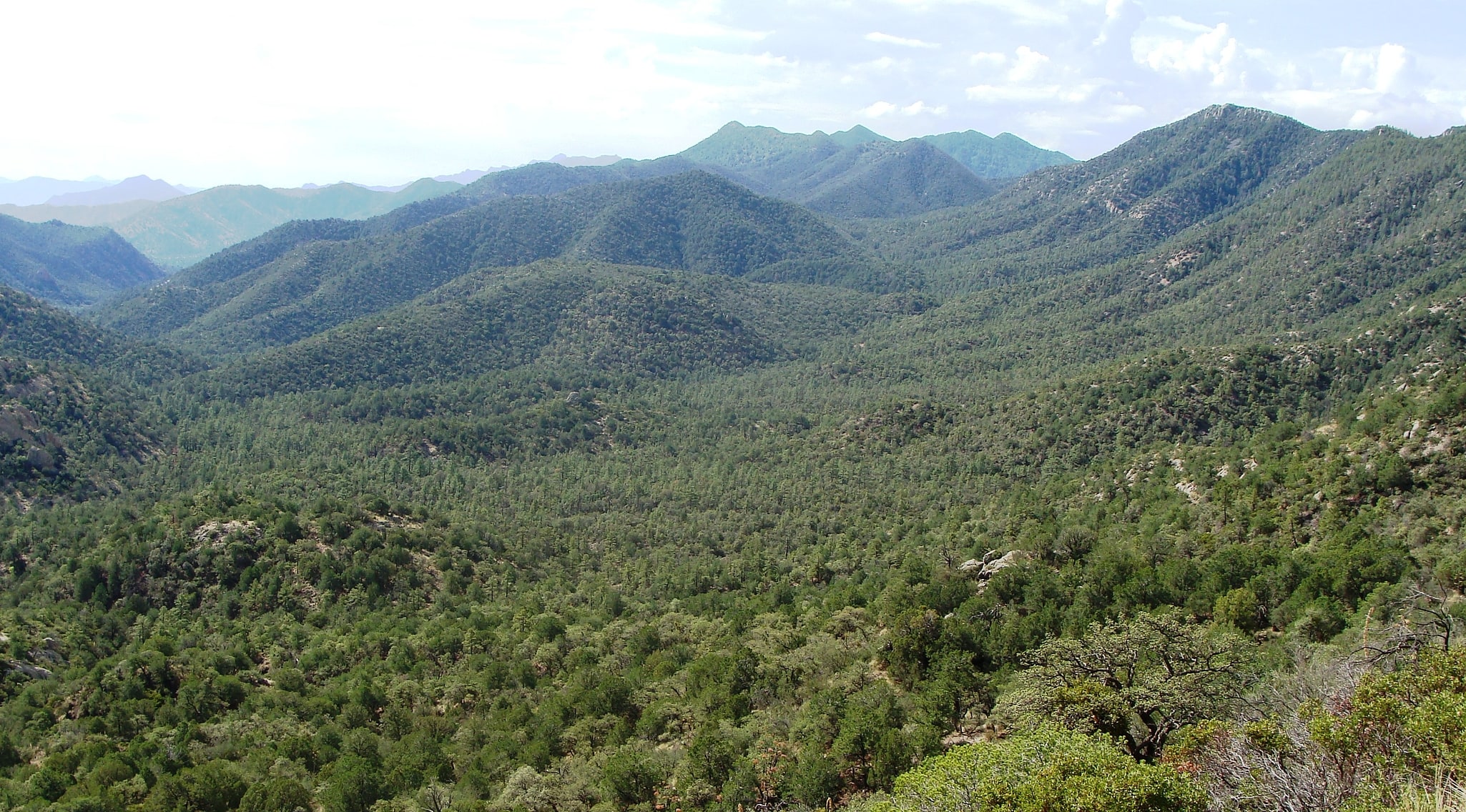 Forêt nationale de Coronado, États-Unis