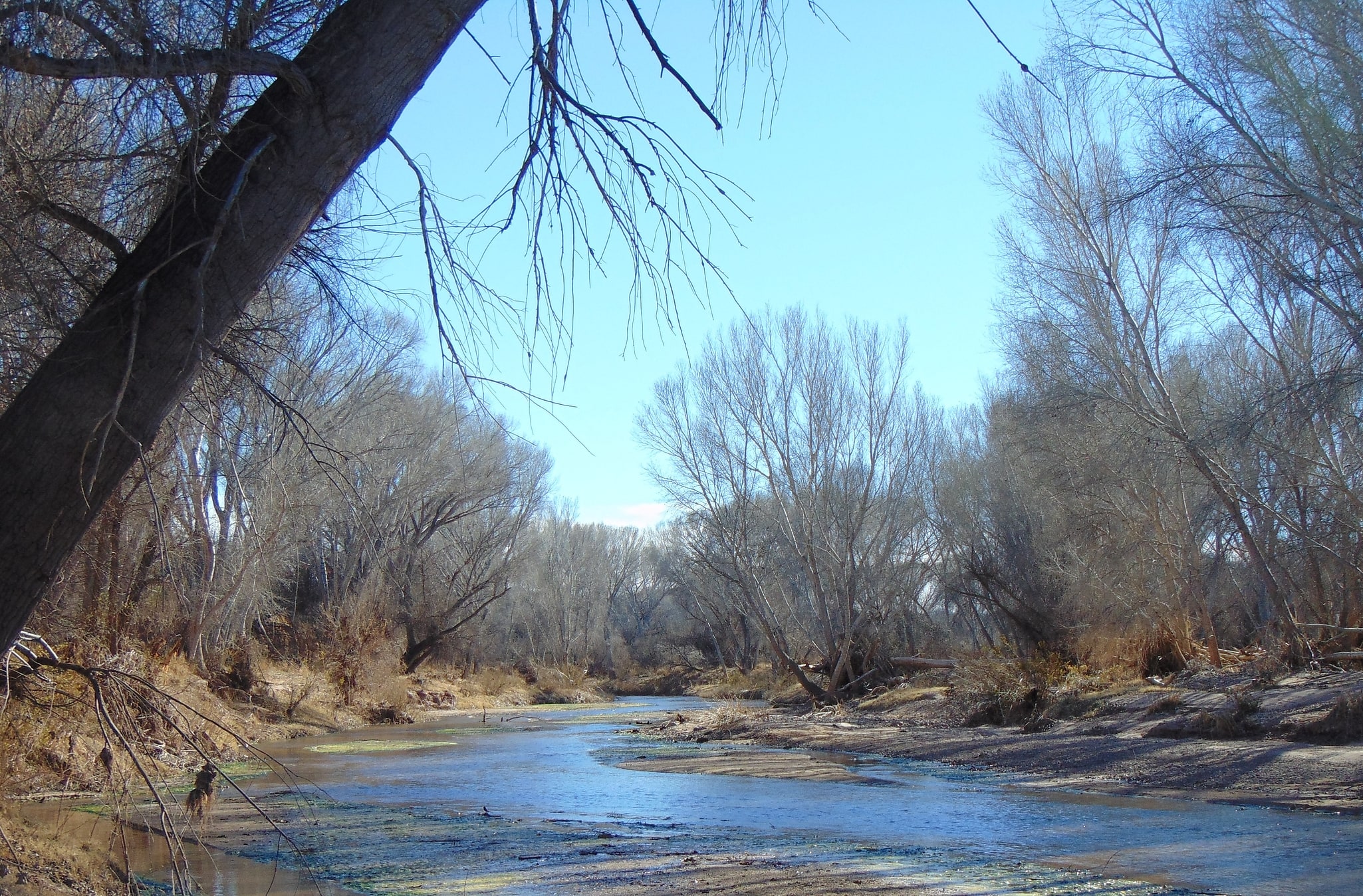 San Pedro Riparian National Conservation Area, United States