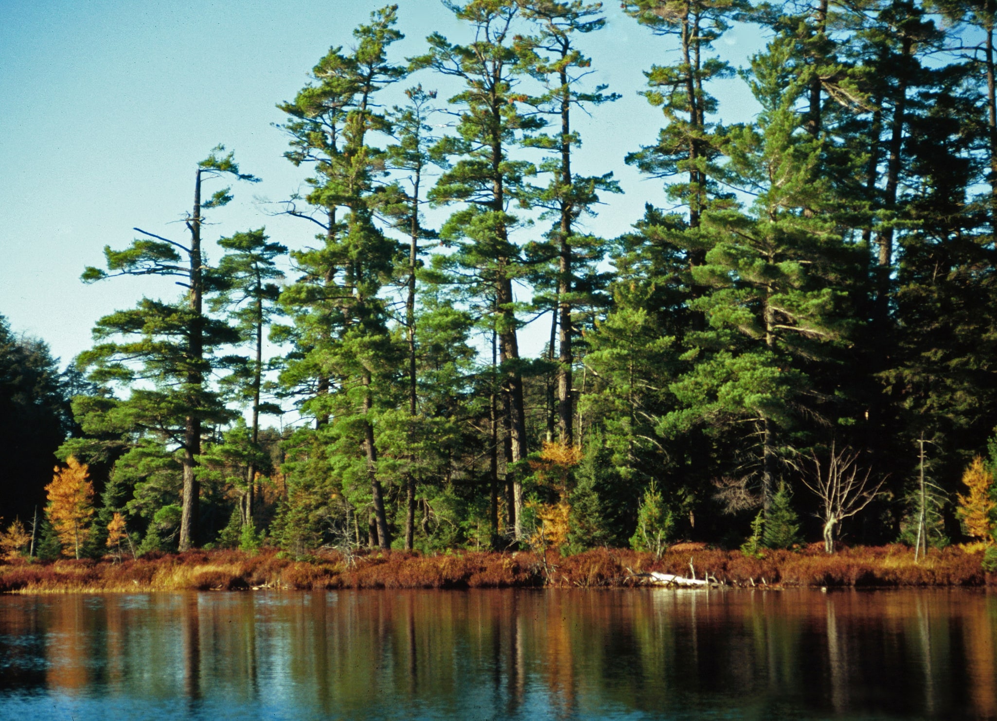 Sylvania Wilderness, Stany Zjednoczone