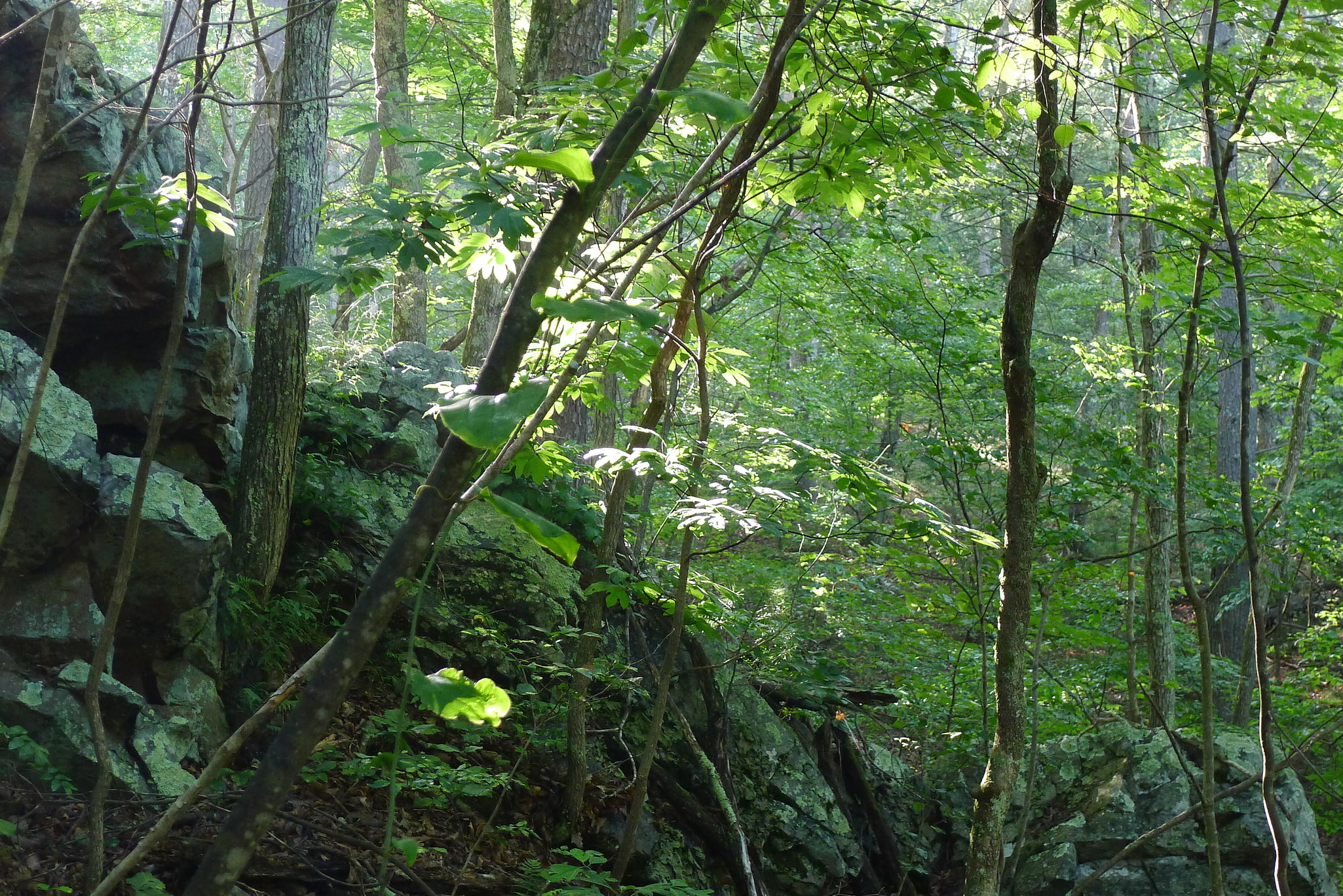 Green Ridge State Forest, Estados Unidos