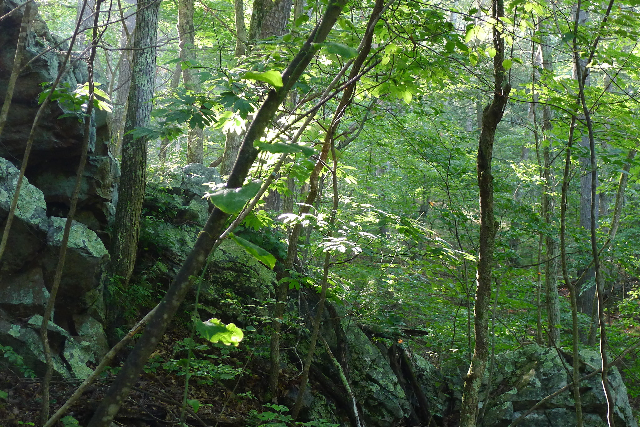 Green Ridge State Forest, United States