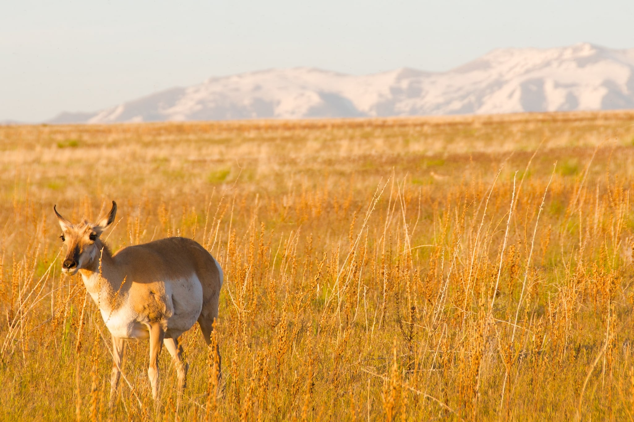 Antelope Island, United States