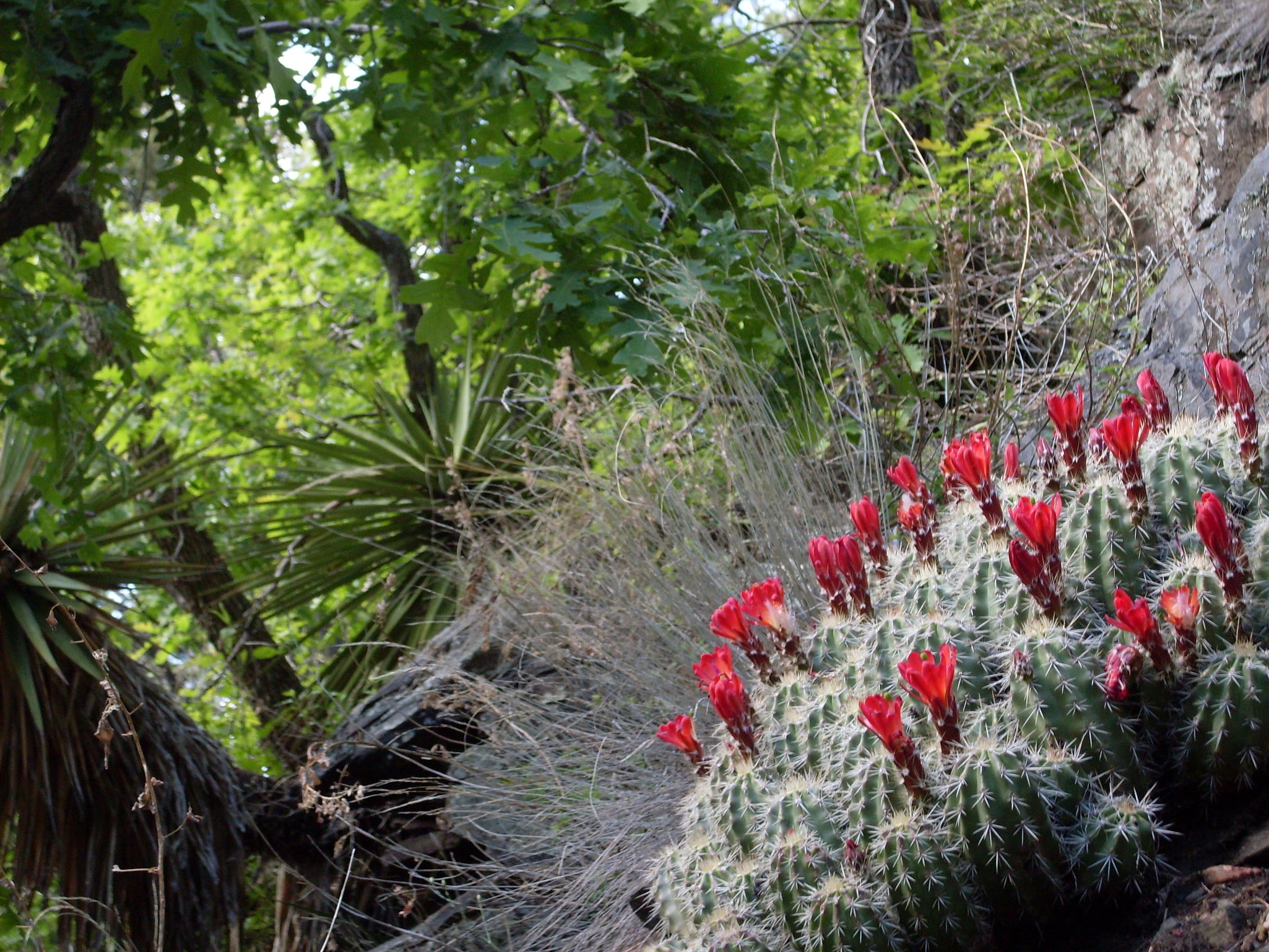 Mount Lemmon, Vereinigte Staaten