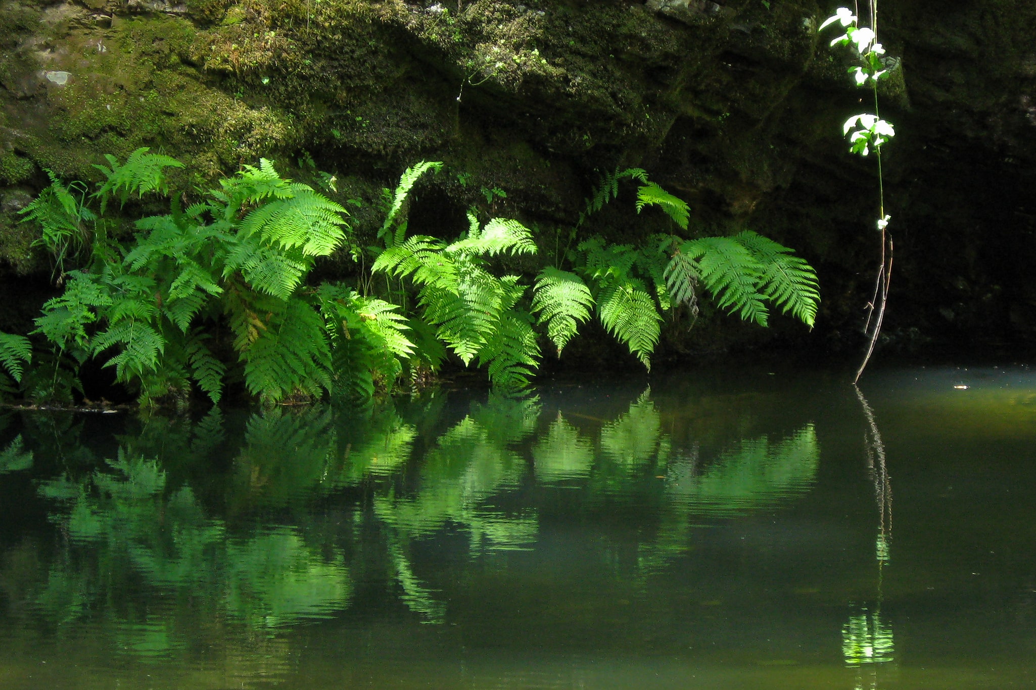 Park Stanowy Portola Redwoods, Stany Zjednoczone