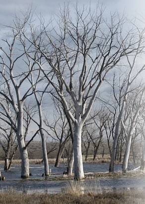 Cold Springs National Wildlife Refuge, Stany Zjednoczone