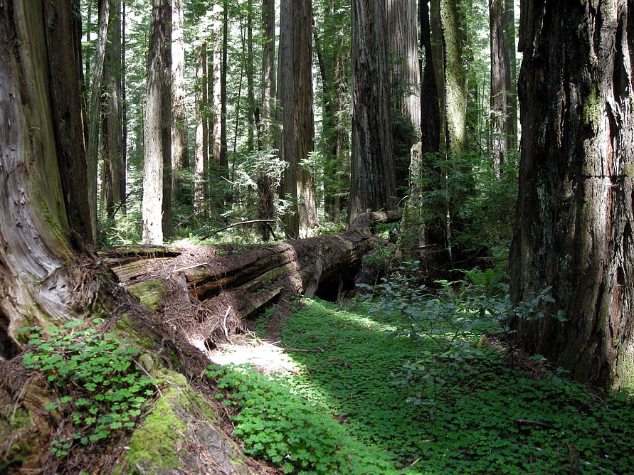Parc d'État de Humboldt Redwoods, États-Unis