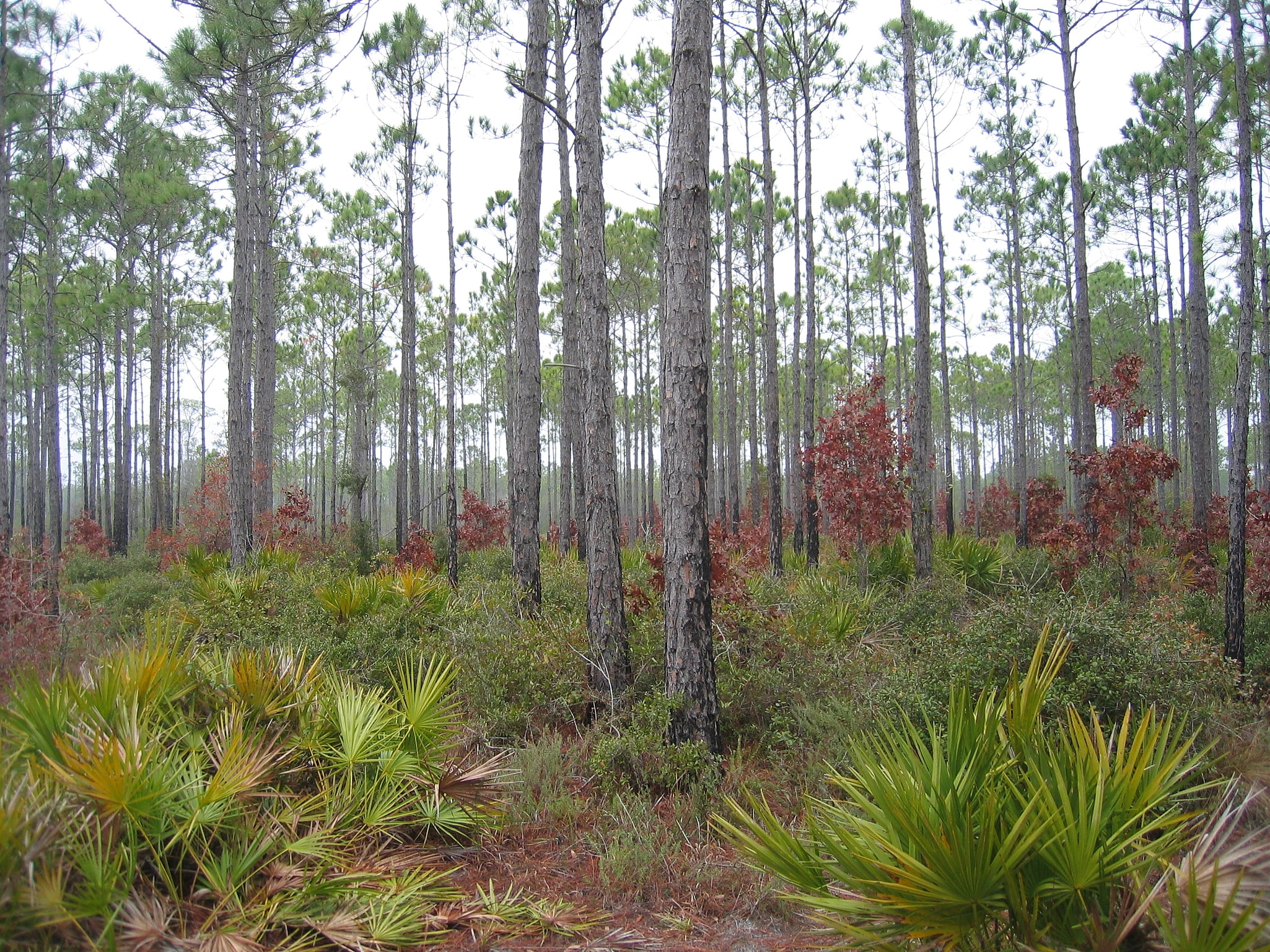 Apalachicola National Forest, Stany Zjednoczone