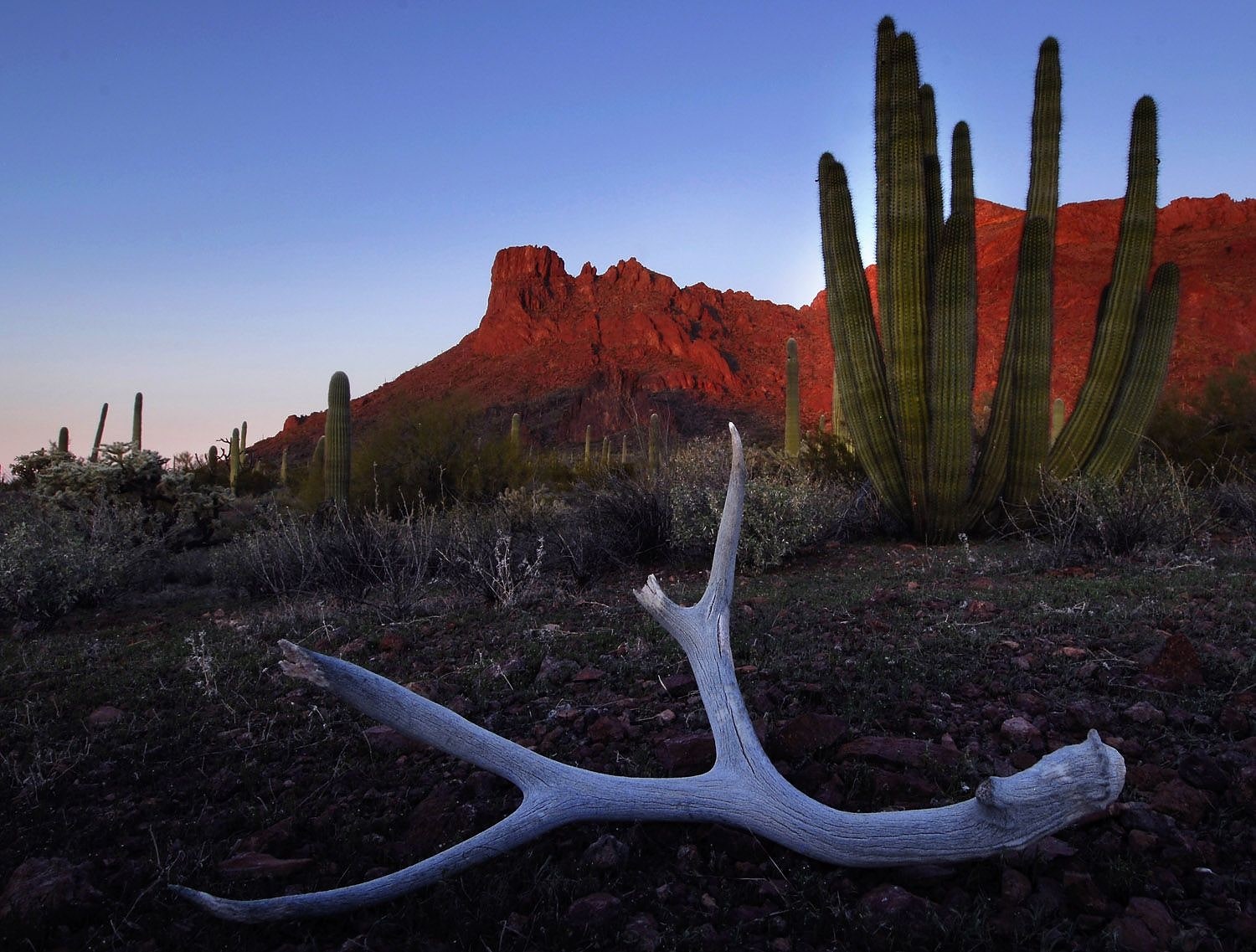 Monumento nacional Organ Pipe Cactus, Estados Unidos