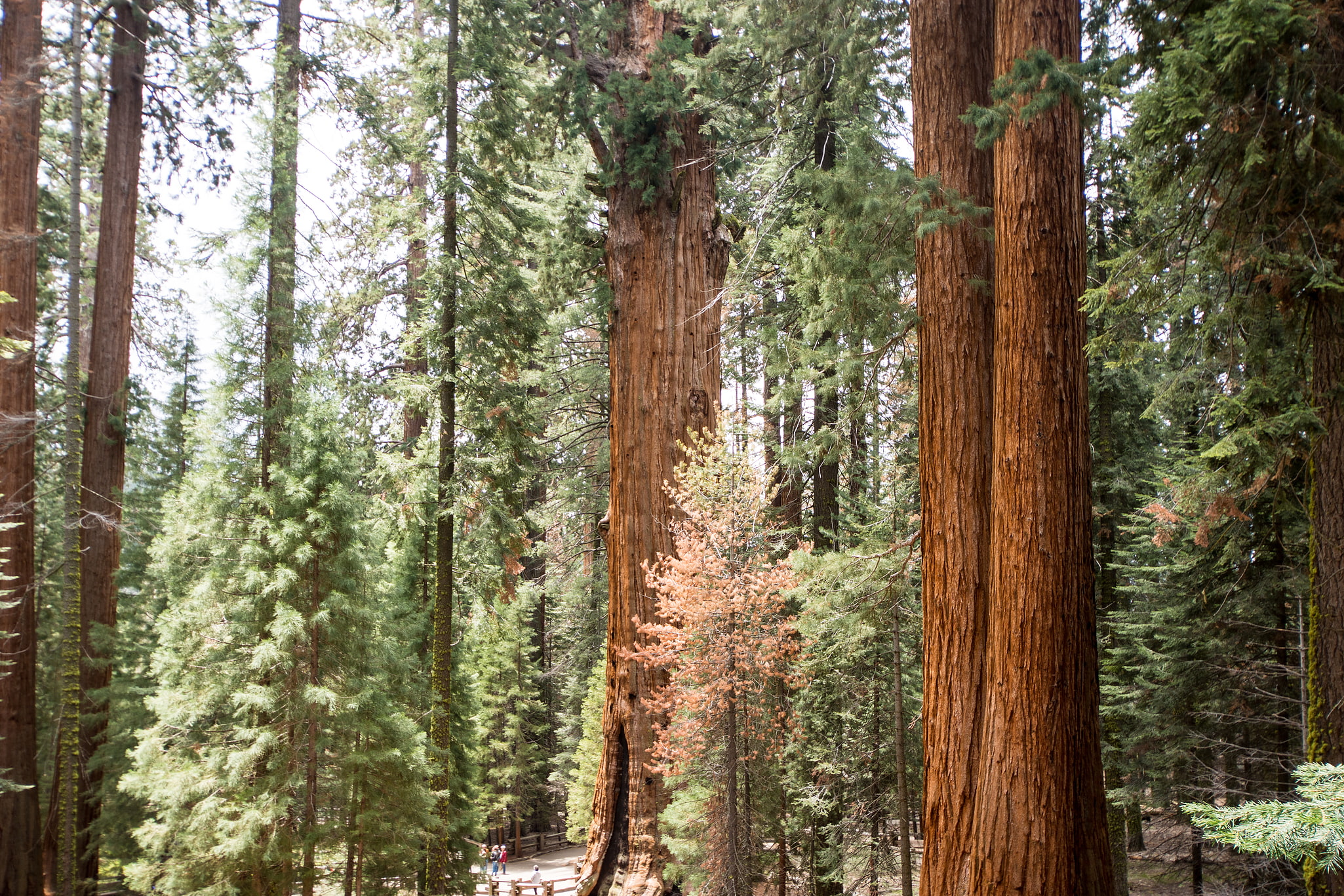 Parc national de Sequoia, États-Unis