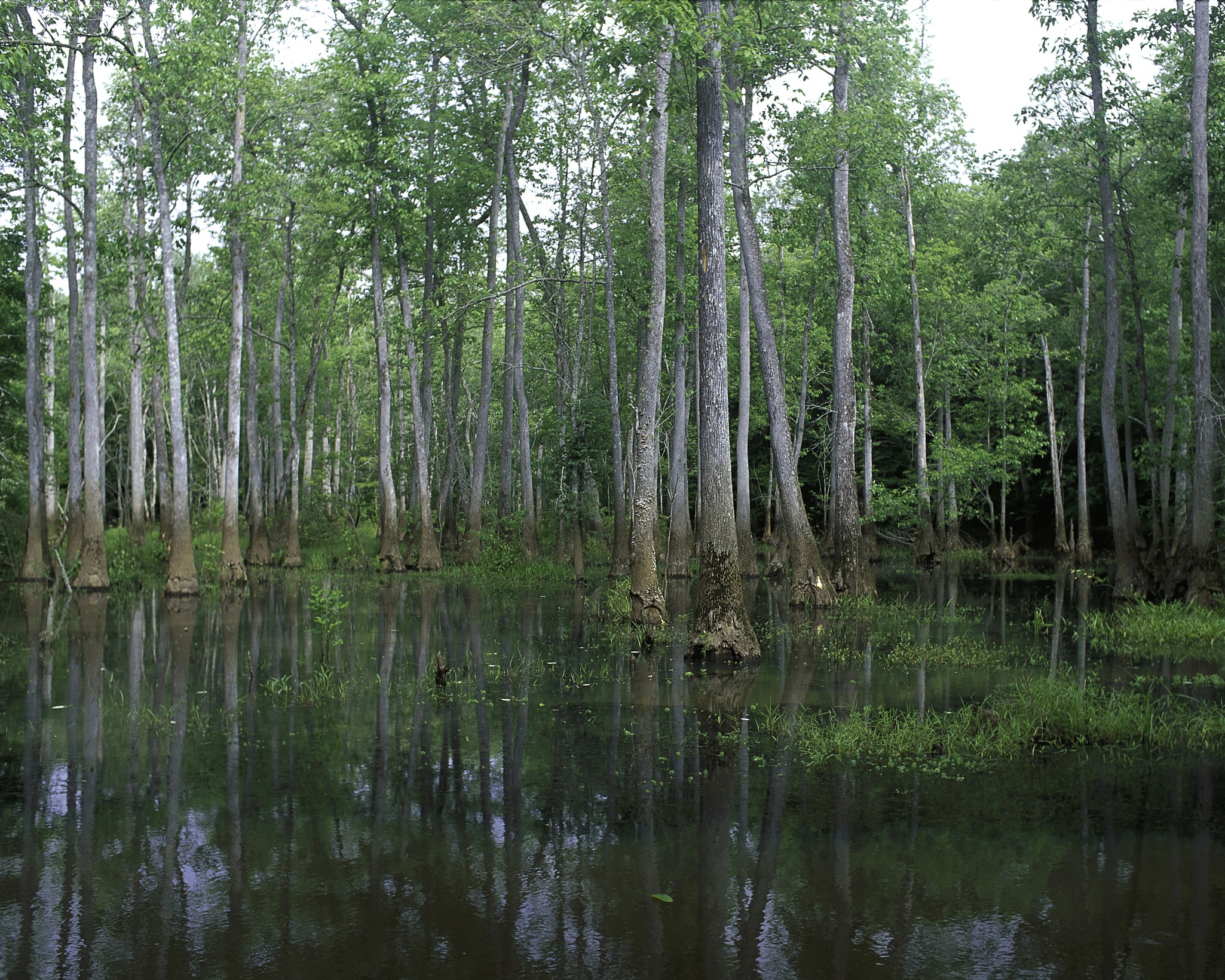 Refuge faunique national de Bond Swamp, États-Unis