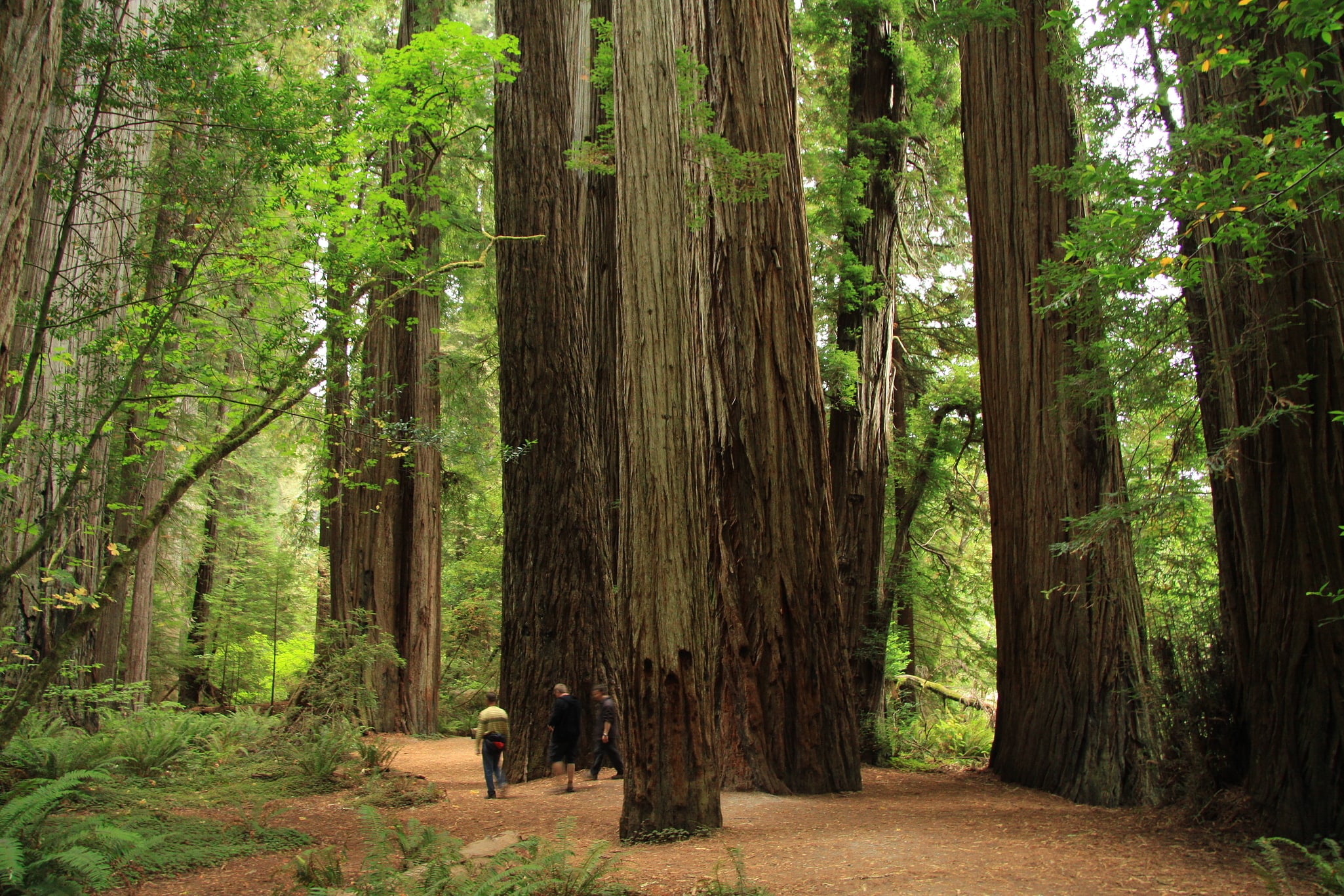 Parc d'État de Jedediah Smith Redwoods, États-Unis