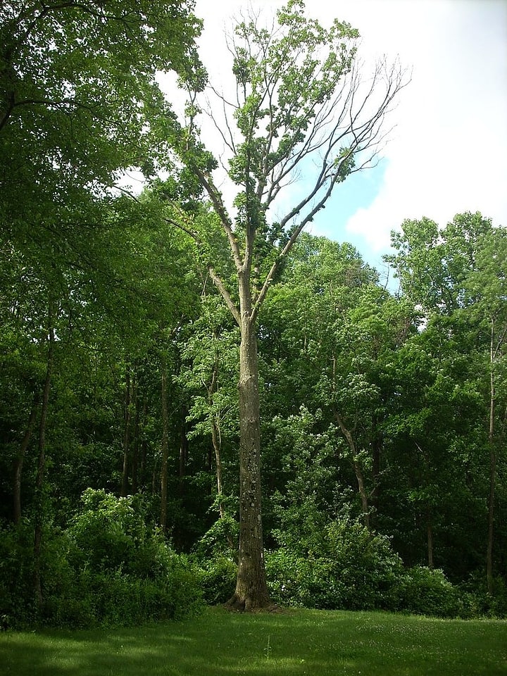 Boyd Big Tree Preserve Conservation Area, United States