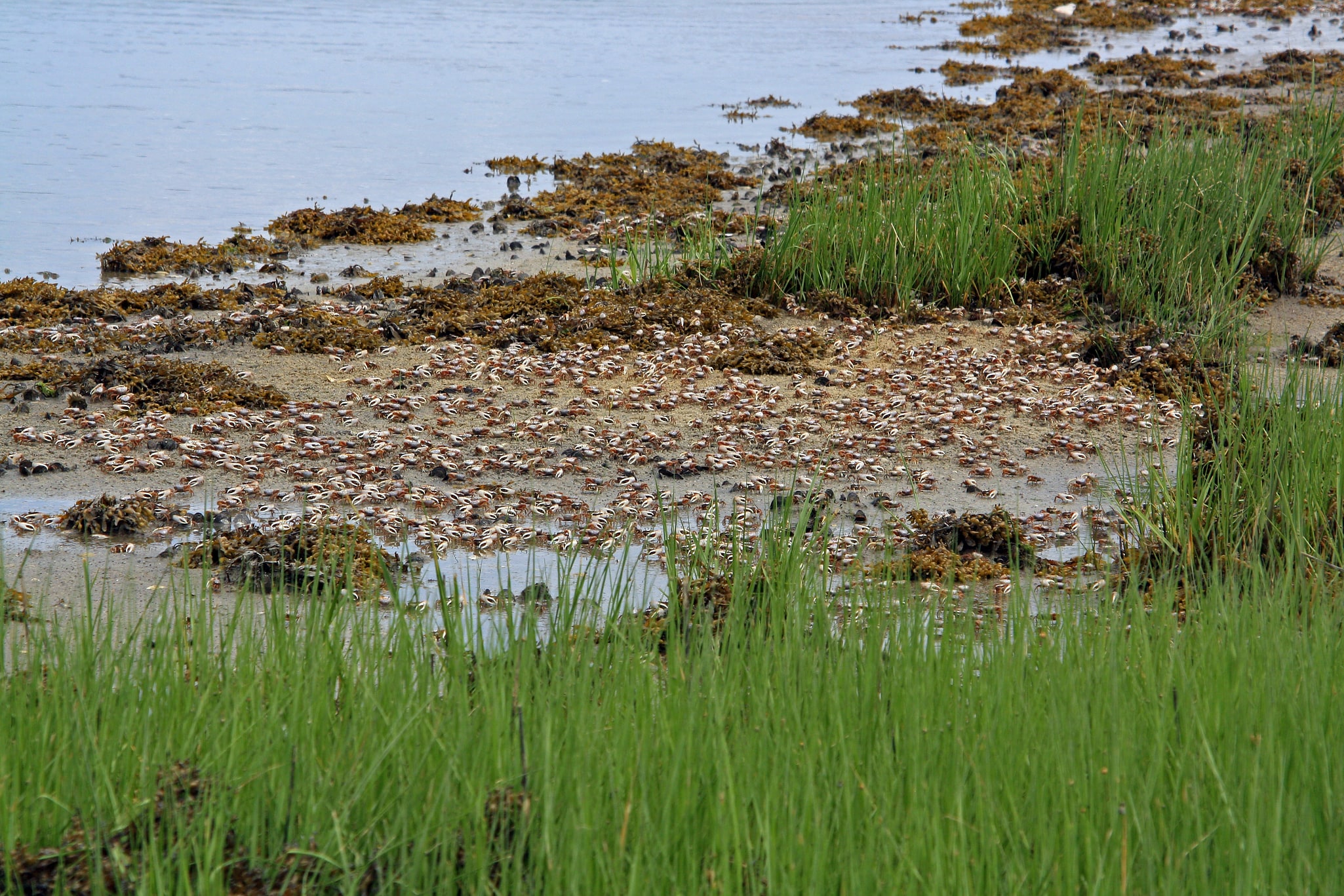 Elizabeth A. Morton National Wildlife Refuge, United States